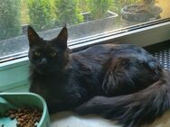 Maine Coon Kater Vinnie - Berlin Steglitz-Zehlendorf