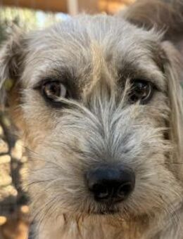 CONNY-hübsche, sanfte Hündin, 50 cm - Rösrath