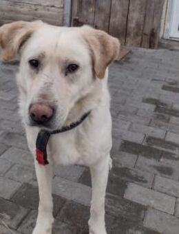 AICO, typisch Labrador! adopt doni´t sho - München