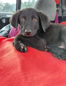 Kiran sucht sein Glück - Rambin