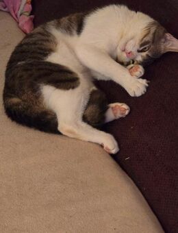 Lieber kater dringend abzugeben - Bielefeld Dalbke
