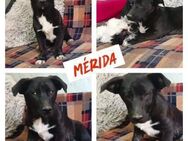 Kuschelkörbchen für Merida gesucht - Bissingen