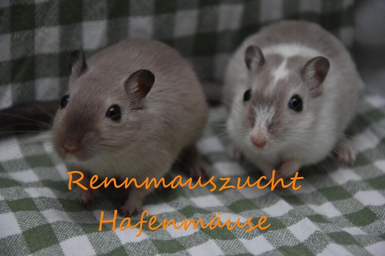 Zahme mongolische Rennmäuse vom Züchter ( Rennmaus Gerbil Gerbils Wüstenrennmaus - Norden