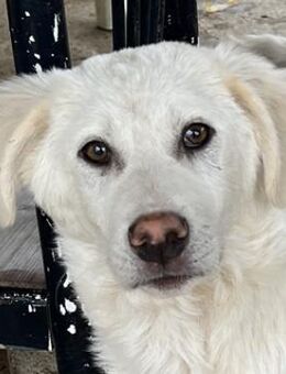 Nuala, geb. ca. 10/2024, GRIECHENLAND - Euskirchen