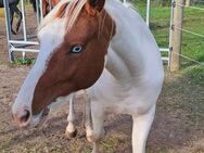 Quarter Pony Stute - Falkenstein (Harz) Emsleben