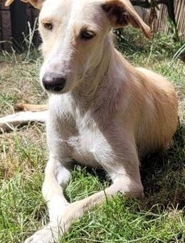 Ringo ein toller Podenco Mix sucht - Hamburg
