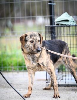 Fred; blieb alleine zurück - Geilenkirchen