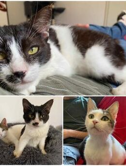 Milly und Dumbo, kleines Schmuseduo - Bernau (Berlin)