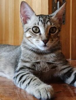Simon (mit Maxie) - süßer Tigerkater - Wilhelmsfeld