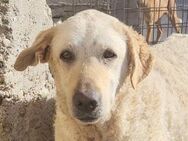 Tolle Lou sucht ihre Familie - Hamburg