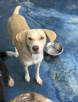 Lilya Labrador Mix Hündin wünscht sich ein Zuhause - Leipzig