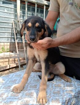 Tarek - Steinhagen (Nordrhein-Westfalen)