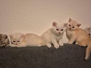Britisch Kurzhaar - Kitten - Hannover Misburg-Anderten