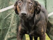 Lira-VA, liebevolles Zuhause gesucht - Neustadt (Rübenberge)