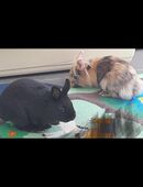 Zwergkaninchen, Löwenköpfchen in 87616