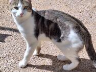 Junger, sozialer Kater Zorro - Karlsruhe