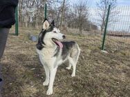 Luna sucht ihre Menschen - Nordwalde