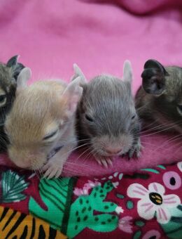4 niedliche,weibliche Degu Kids in agouti,sand & schoko suchen demnächst ihren Lieblingsmenschen - Hille