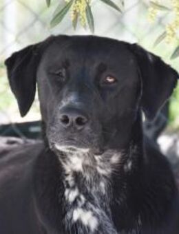 Marta mit Schwester ausgesetzt Mr - Ludwigshafen (Rhein)