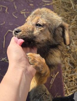 Anne - freundlich und verspielt - Westerholt