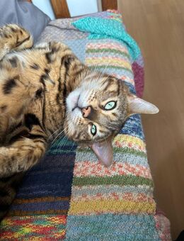 Bengal Kater 3,5 Jahre - Bad Laasphe