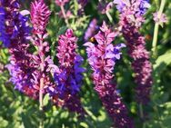 Hainsalbei Samen SWR Wiesensalbei Salbei Blüte Kräuter essbar Wiesen Kräuter Wildkräuter heimisch Salbei Wiesen Heu Kaninchen Hasen Futter winterhart Balkonblumen mehrjährig kochen garden wild wilde Pflanzen Muttertag Vatertag Saatgut Saat Frühling Biene - Pfedelbach