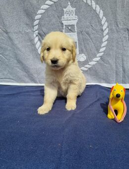 Golden Retriever Welpen - Beckum