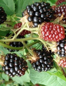 Dornenlose Brombeere (Pflanzen) - Soest Zentrum