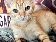 Karashi Junger Kater sucht Happy Home - Bad Camberg