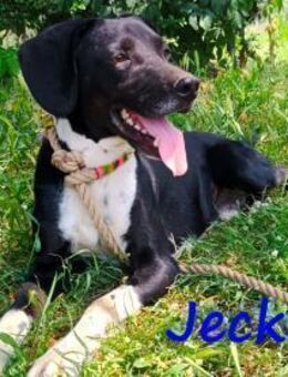 Jeckie ausgeglichen und lieb 01/21 GRC - Ruppertsecken