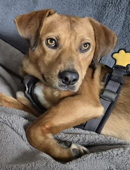 Kleiner Mann sucht 5☆ Zuhause - Hamm