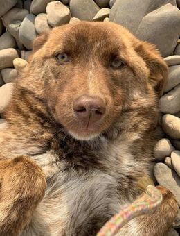 Cera möchte dich verzaubern - Celle