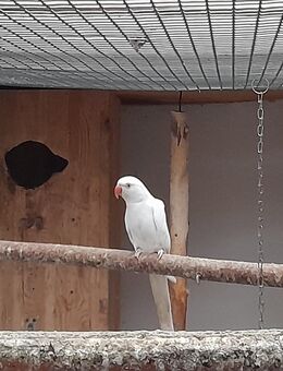 Halsbandsittiche - Schwerstedt (Landkreis Sömmerda)