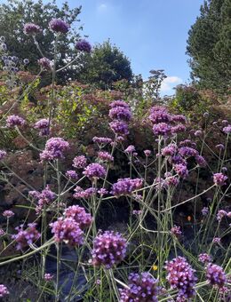 Saatgut Patagonisches Eisenkraut Samen Argentinisches Eisenkraut Verbena bonariensis - Euskirchen