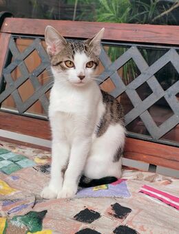 BKH Mix Kitten - Ölbronn-Dürrn