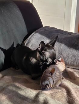 Mini chihuahua Mädchen 1 jahr 850 gr schwer - Beverungen