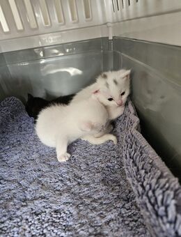 Verkaufe meine kleinen sebirischen Kitten - Marsberg