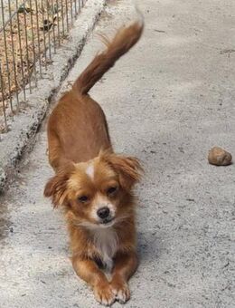 Kleine, liebe Maggie sucht ihre Familie - Leonberg (Baden-Württemberg)