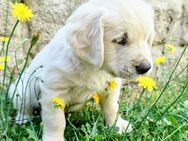 Golden Retriever Welpen - Familienzucht mit Herz - Neustadt (Waldnaab)