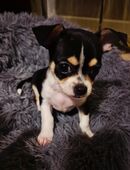 Chihuahua Rüde in 59075