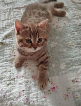Bkh Kitten verschiedene Farben Mädchen - Siegen (Universitätsstadt)