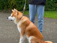 Reinrassiger japanischer Akita Inu. Stammbaum FCI. - Landau (Isar) Zentrum