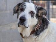 Sicilia - junge Mastiff-Mix Hündin - Bad Camberg