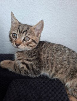 Babykatzen, Katze, Kätzchen, Kater - Langenfeld (Rheinland)