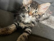 Mainecoon Kitten suchen neues zu Hause - Norken