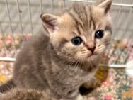 5 wunderschöne Kitten suchen ein neues Zuhause - Kaltenengers