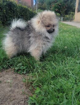 Süße Teddy-Zwergpomeranian Hündin sucht neues Zuhause - Münster