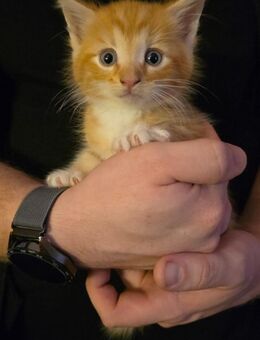 Edelmix Maine Coon BKH Kitten - Altötting