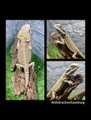 No.1 Citrus Red Blue Bartagamen female (pogona vitticeps) NZ 4/2025 in 22175