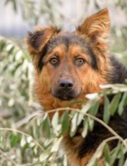 Duncan sucht seine Familie - Weilheim (Oberbayern)
